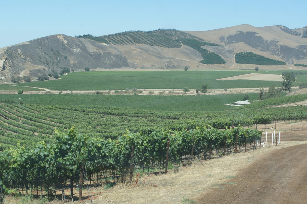 Bonny Doon Syrah and more—6 Reds Reviewed - FredSwan.wine